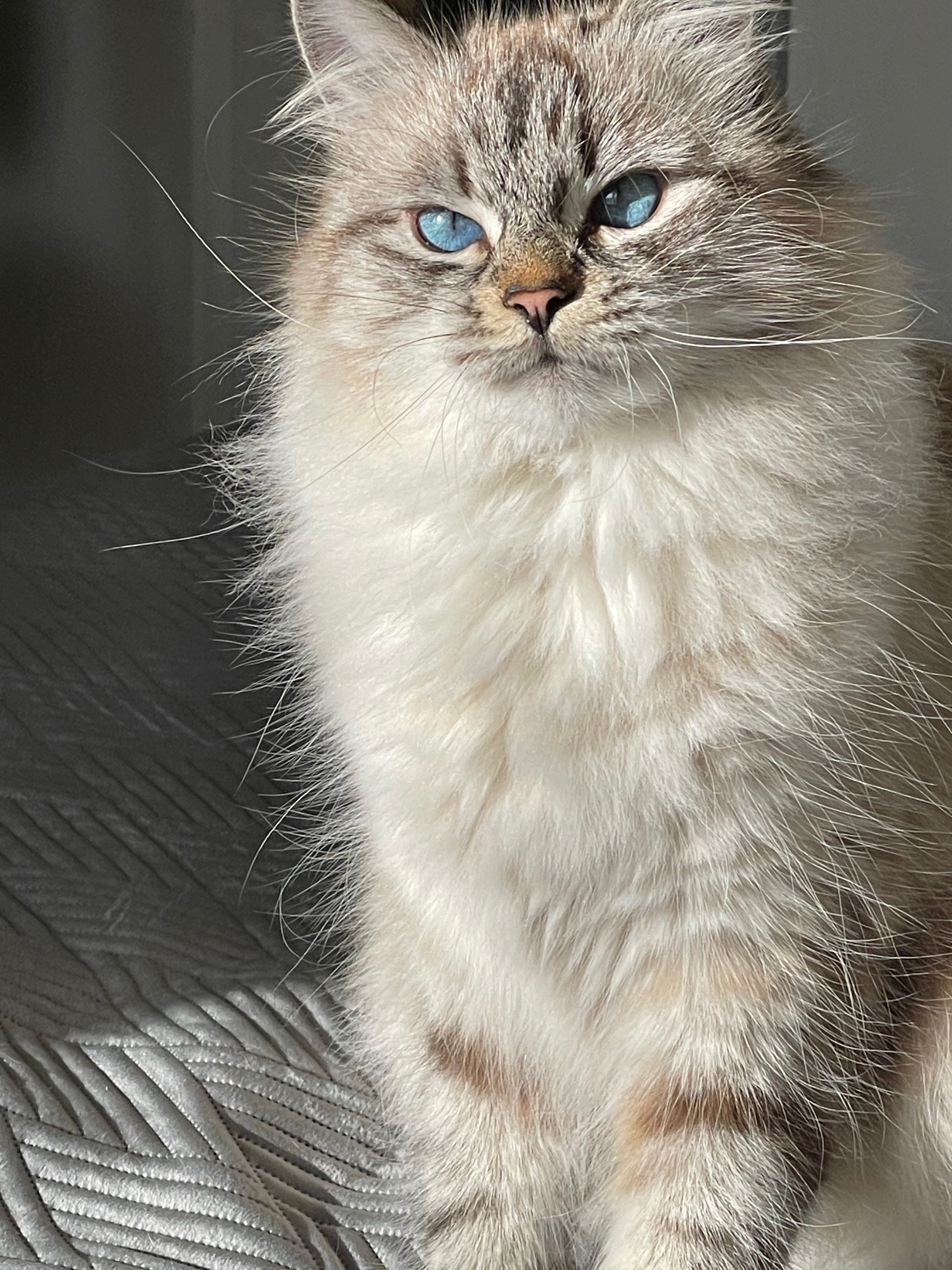 Athena, the first cat in the cattery