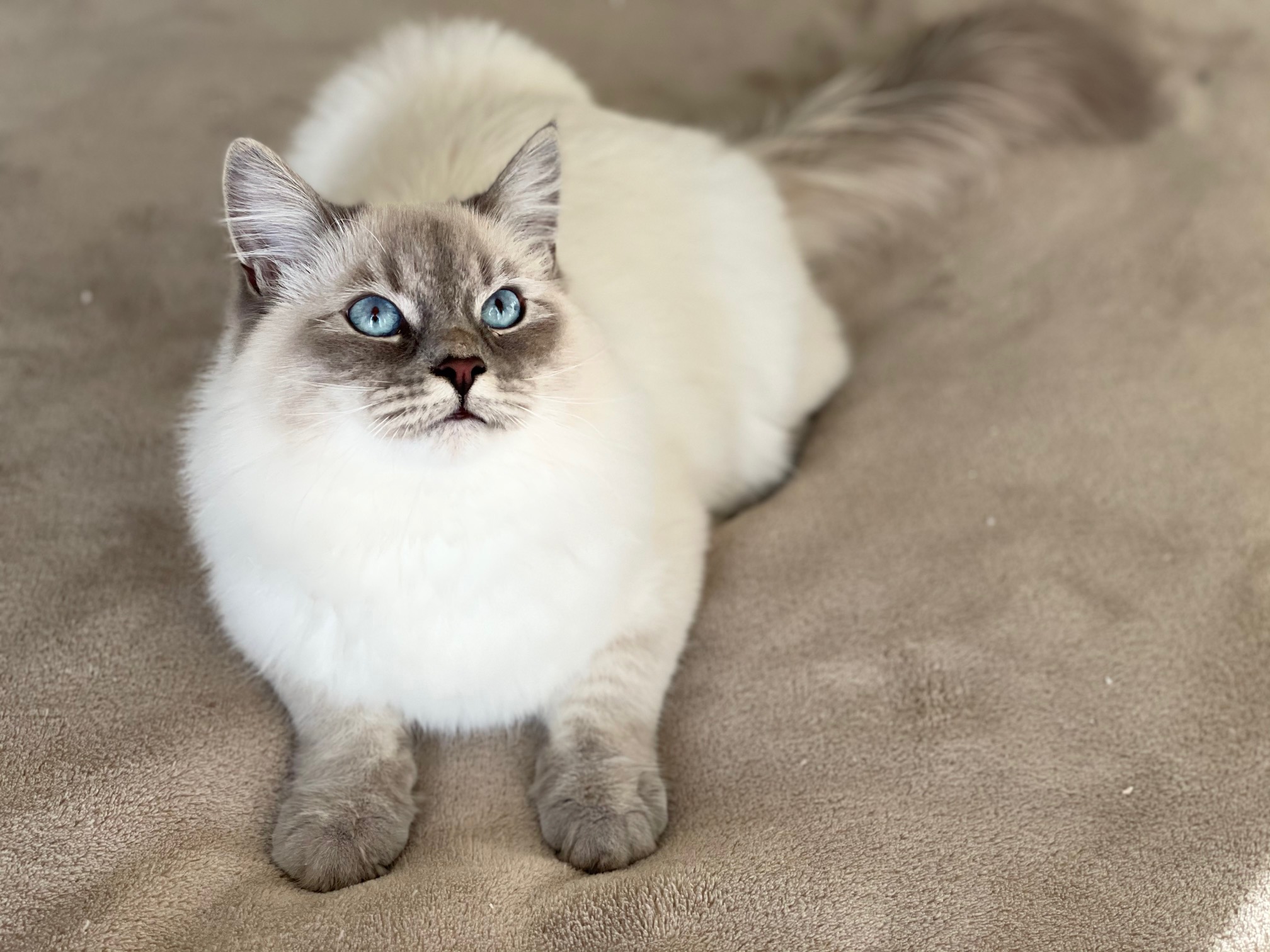 Mickey, former breeding male cat