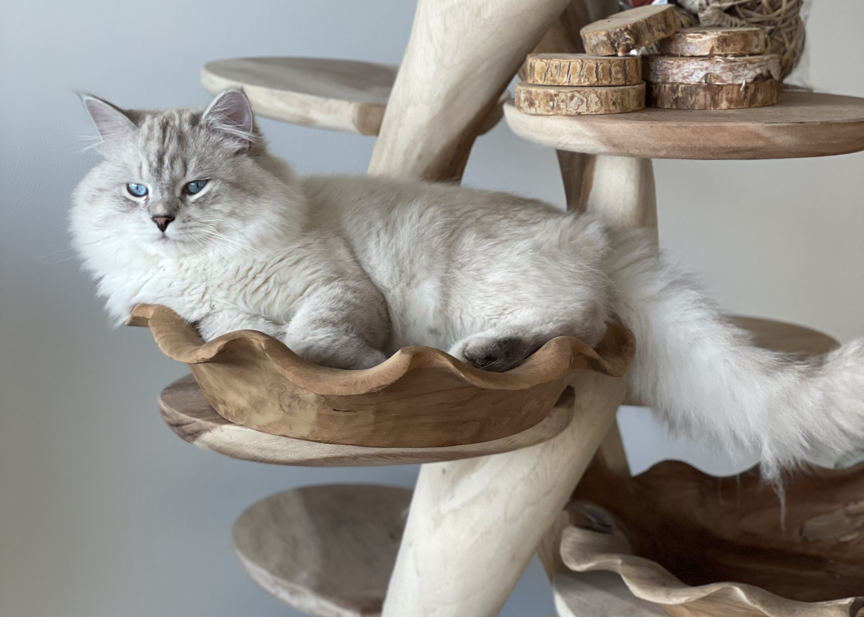 Ully, main male cat producer