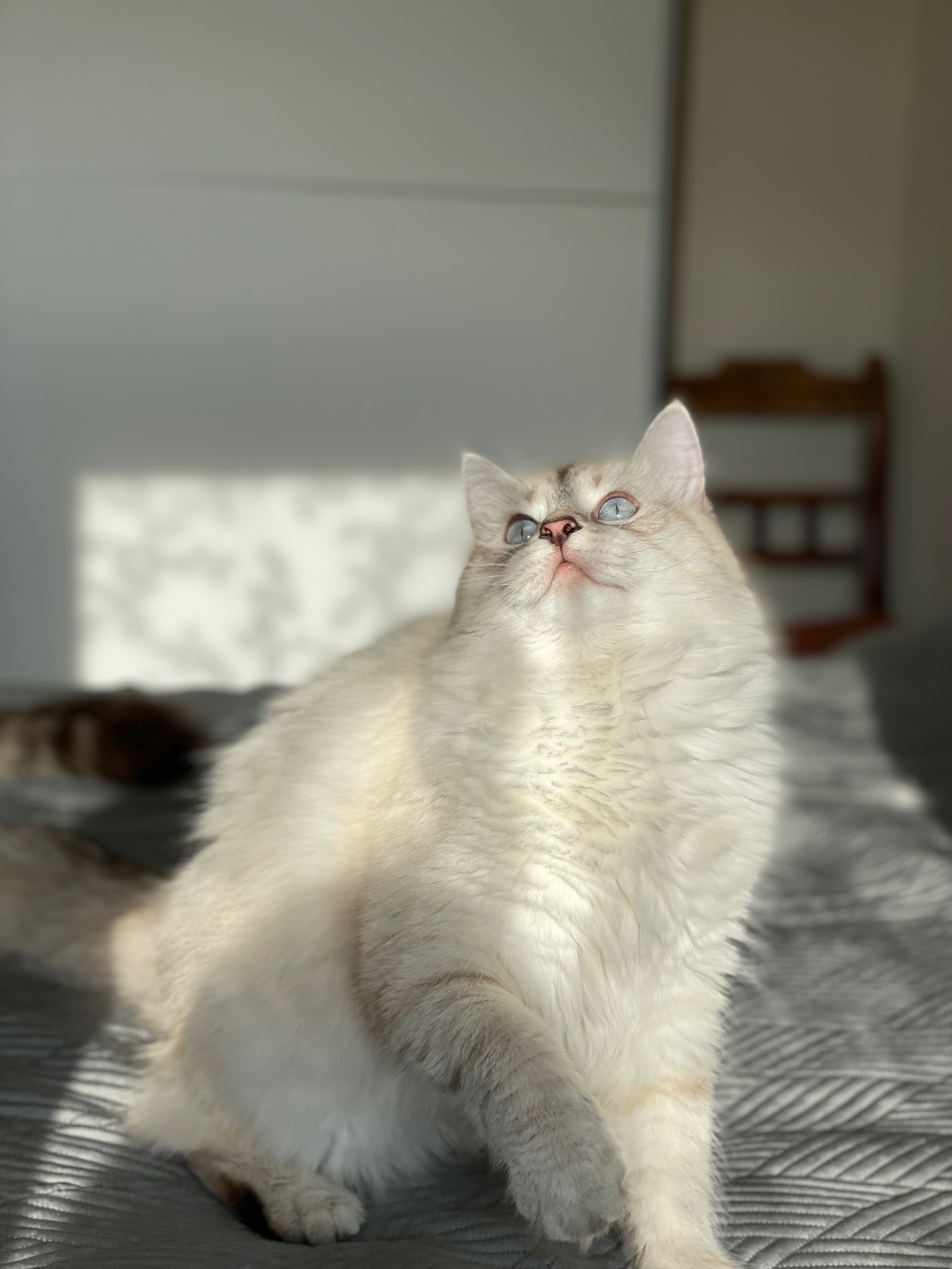 Ulrika, one of our breeding females